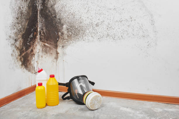 Best Home Mold Removal  in Gibbsboro, NJ