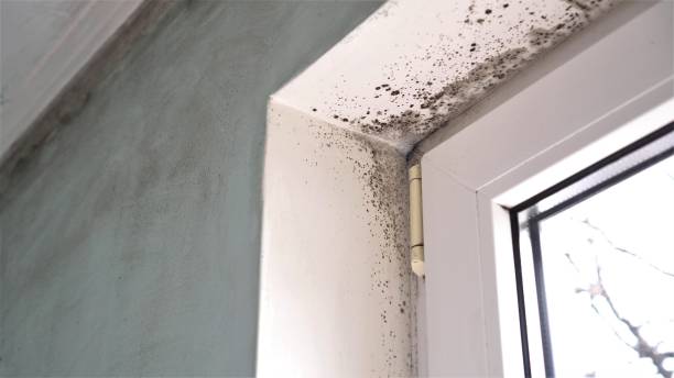 Best Commercial Mold Removal  in Gibbsboro, NJ