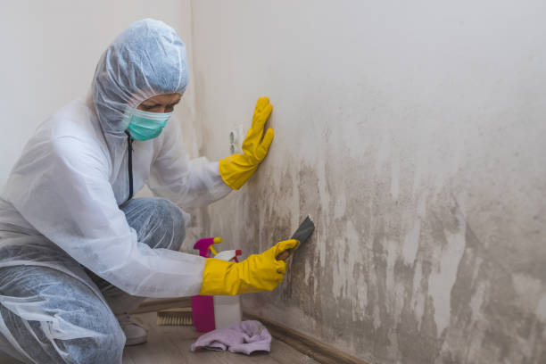 Best Crawl Space Mold Removal  in Gibbsboro, NJ