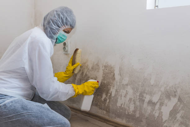 Best Black Mold Removal  in Gibbsboro, NJ