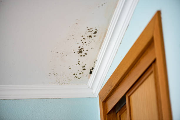Best Same-Day Mold Removal  in Gibbsboro, NJ