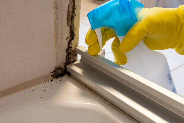 Best Professional Mold Removal  in Gibbsboro, NJ