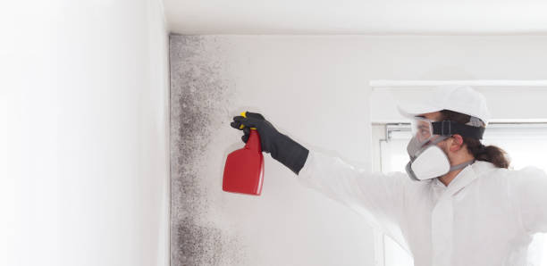 Professional Mold Removal in Gibbsboro, NJ