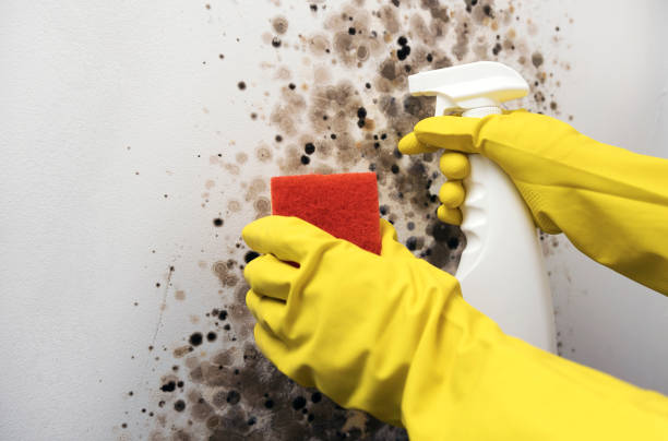 Best Office Mold Removal Services  in Gibbsboro, NJ