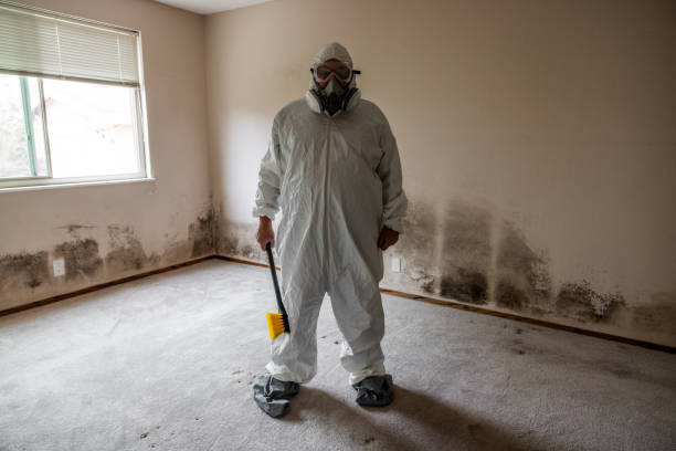 Best Attic Mold Removal  in Gibbsboro, NJ