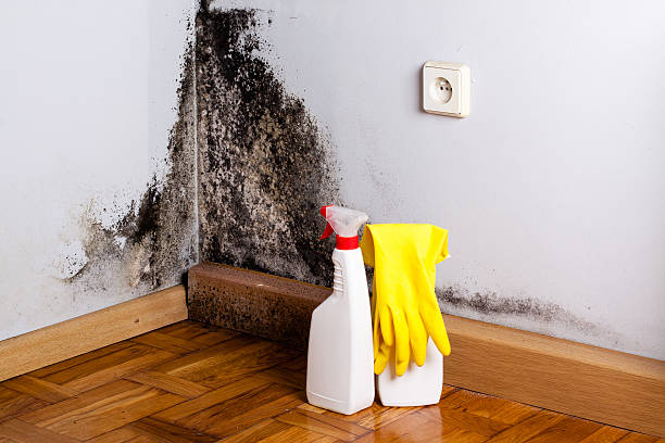 Best Certified Mold Removal  in Gibbsboro, NJ